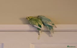 Budgerigars birds for sale: 2 beautiful budgies - Image 1