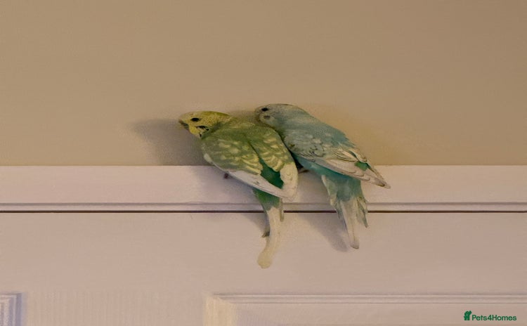 Budgerigars birds - Advert 1