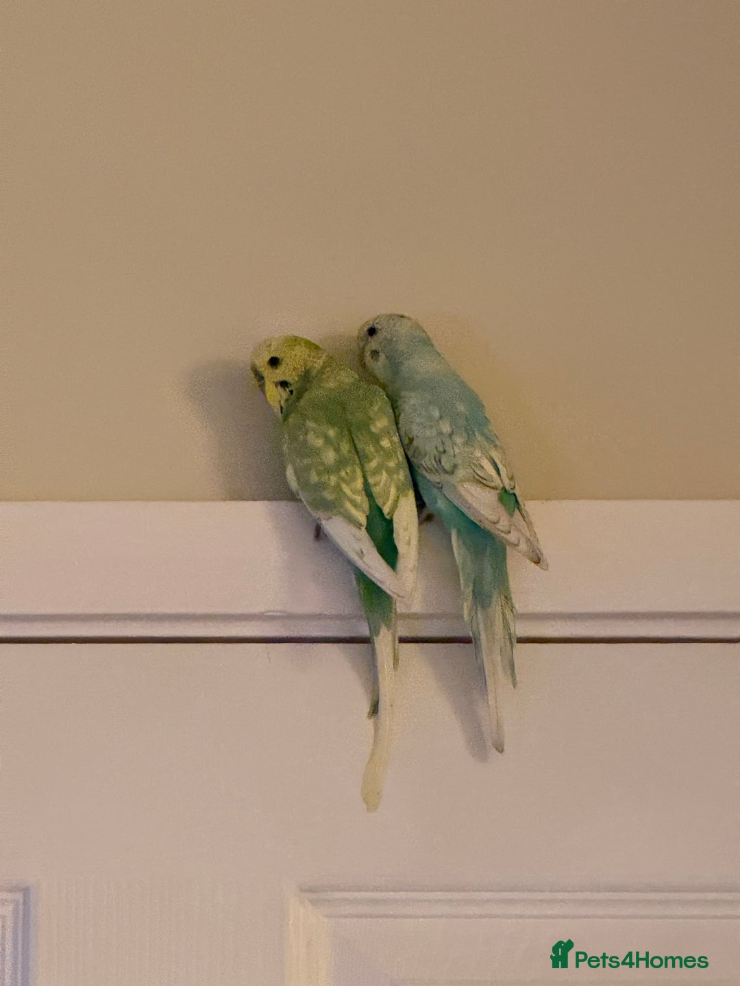 Budgerigars birds for sale: 2 beautiful budgies - Image 1
