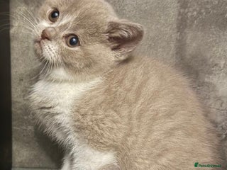 British Shorthair cats Stunning BSH babies ready 14th December - Advert 9