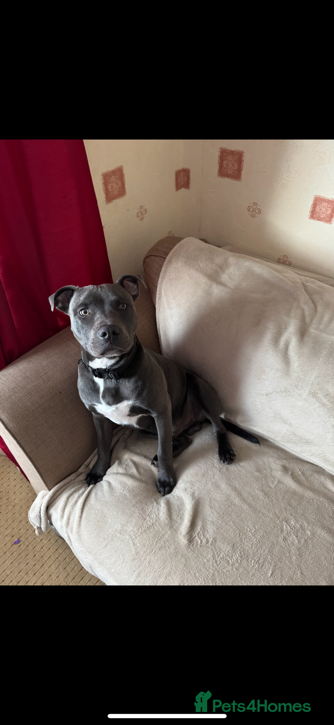 Staffordshire Bull Terrier dogs for sale: Looking for a new home  - Image 3