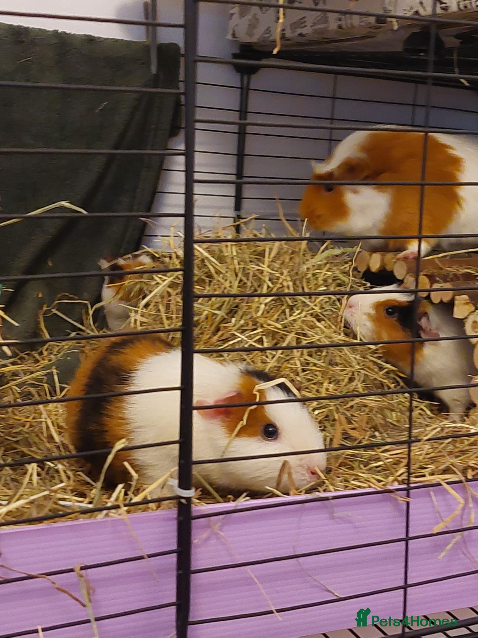 Guinea Pig rodents 4 Female guinea pigs for rehoming - Advert 1