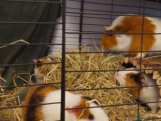 Guinea Pig rodents 4 Female guinea pigs for rehoming - Advert 4