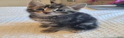 Mixed Breed cats for sale: Litter of 4 kittens - Advert 6