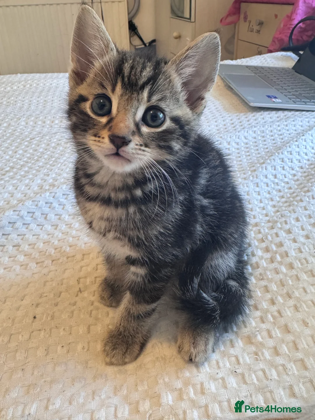 Mixed Breed cats for sale: Litter of 4 kittens - Advert 6
