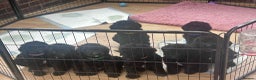 Labradoodle dogs for sale: Beautiful F1B Labradoodle Puppies, Ready now - Advert 1
