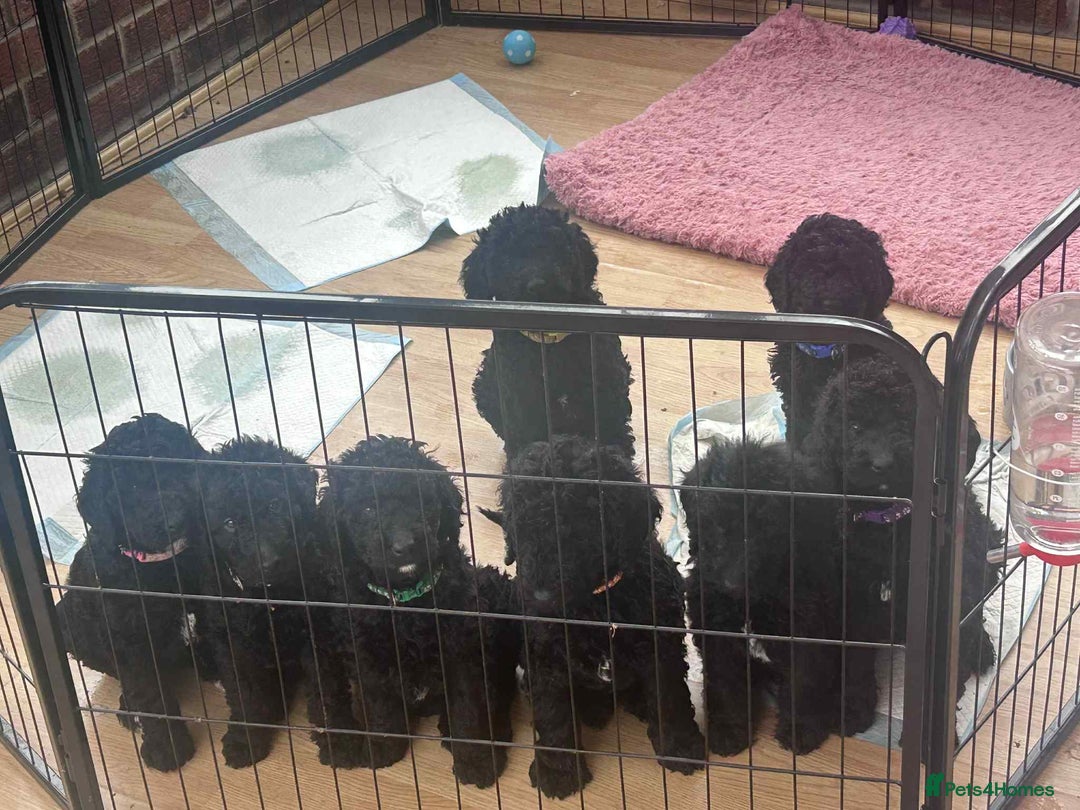 Labradoodle dogs for sale: Beautiful F1B Labradoodle Puppies, Ready now - Advert 1