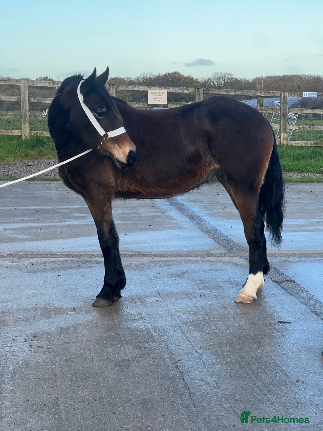 Welsh Section D horses for sale: Chunky dark bay section d filly - Advert 2
