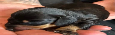 Dachshund 5