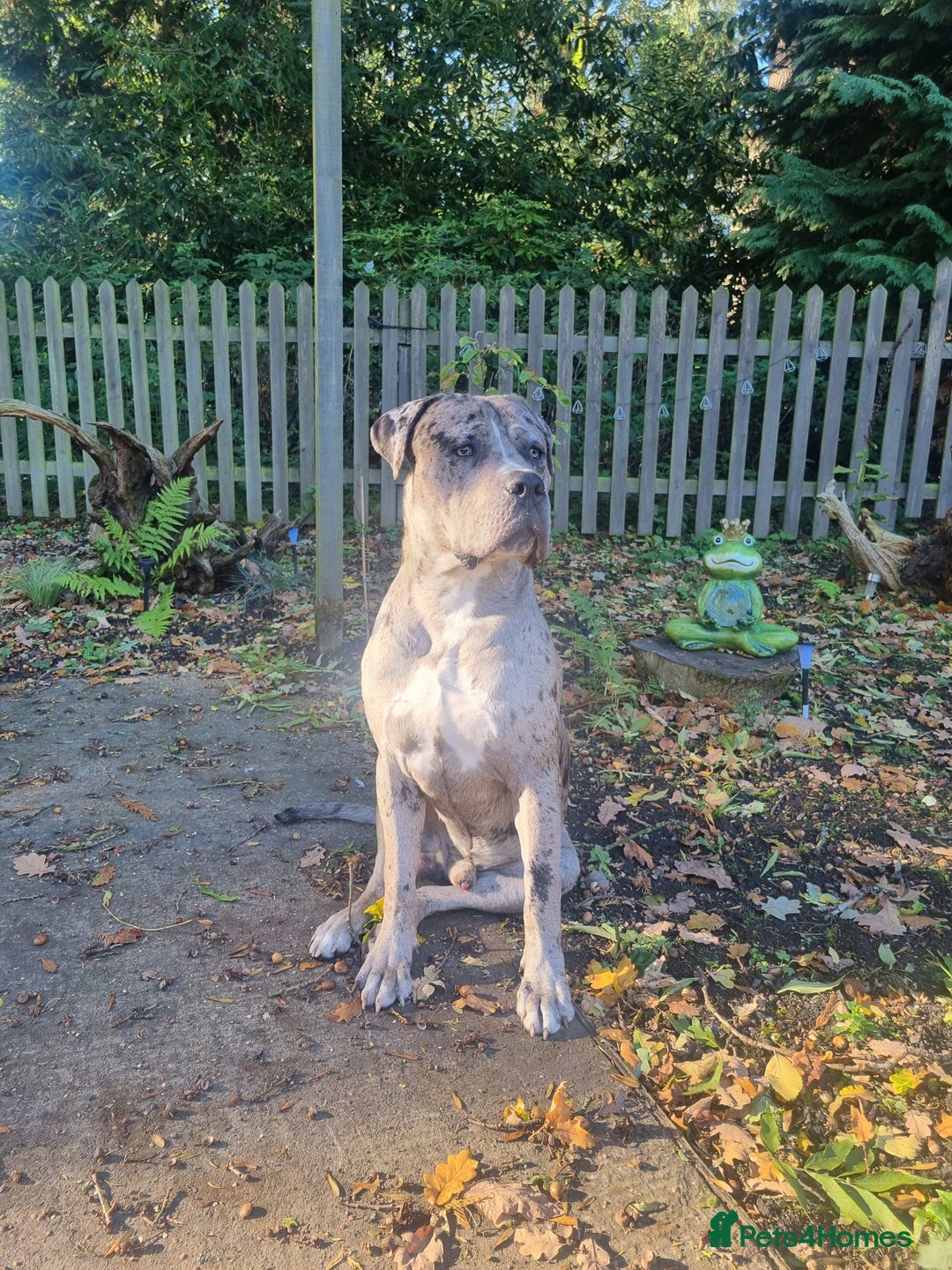 Mixed Breed dogs for sale: 14 month merle mastiff  - Advert 6