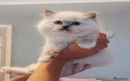 Ragdoll cats for sale: 💛 Beautiful European Kittens 😸  - Advert 8