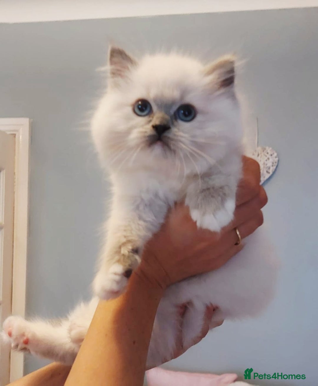 Ragdoll cats for sale: 💛 Beautiful European Kittens 😸  - Advert 8