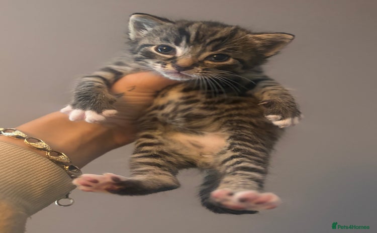 Mixed Breed cats - Advert 15