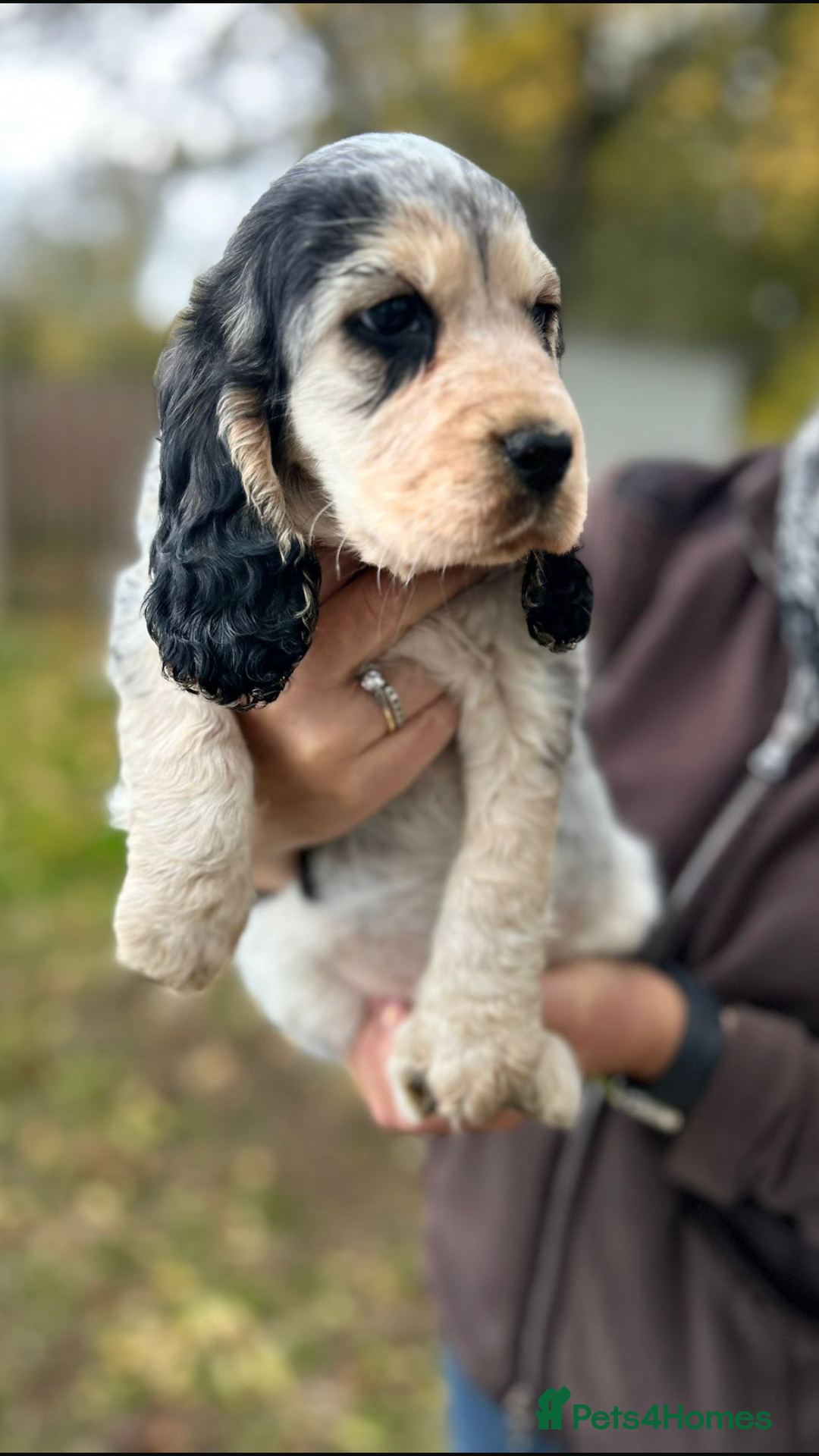 Cocker Spaniel dogs for sale: QUALITY QUALITY PURE BRED SHOW COCKER SPANIEL PUPS - Image 8