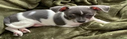 Chihuahua dogs for sale: Last beautiful boy !  blue tri chihuahua pup male - Advert 13