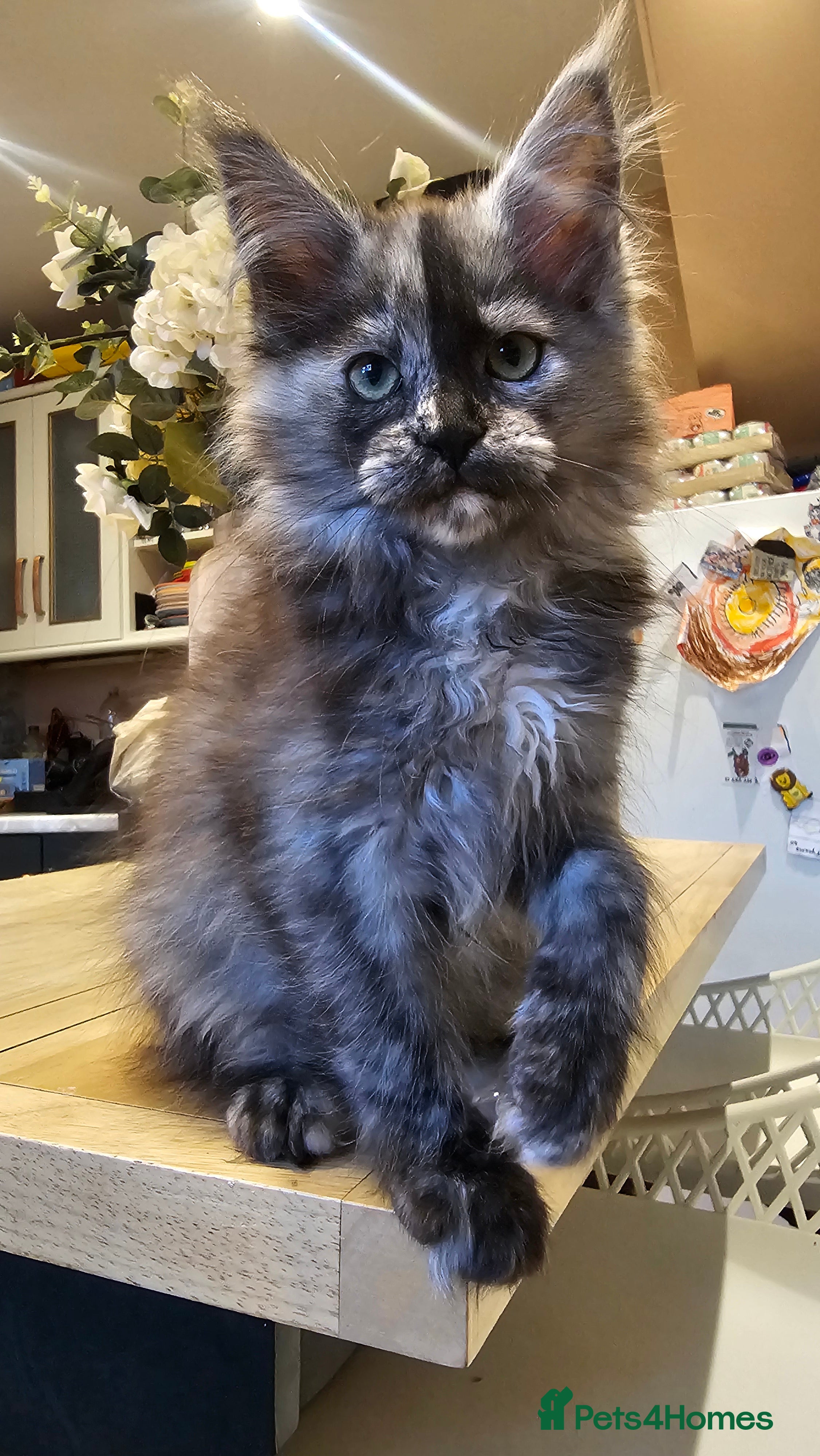 Maine Coon cats TICA maine coon kittens ready to leave - Advert 1