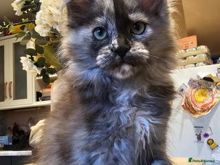 Maine Coon cats TICA maine coon kittens ready to leave - Advert 1