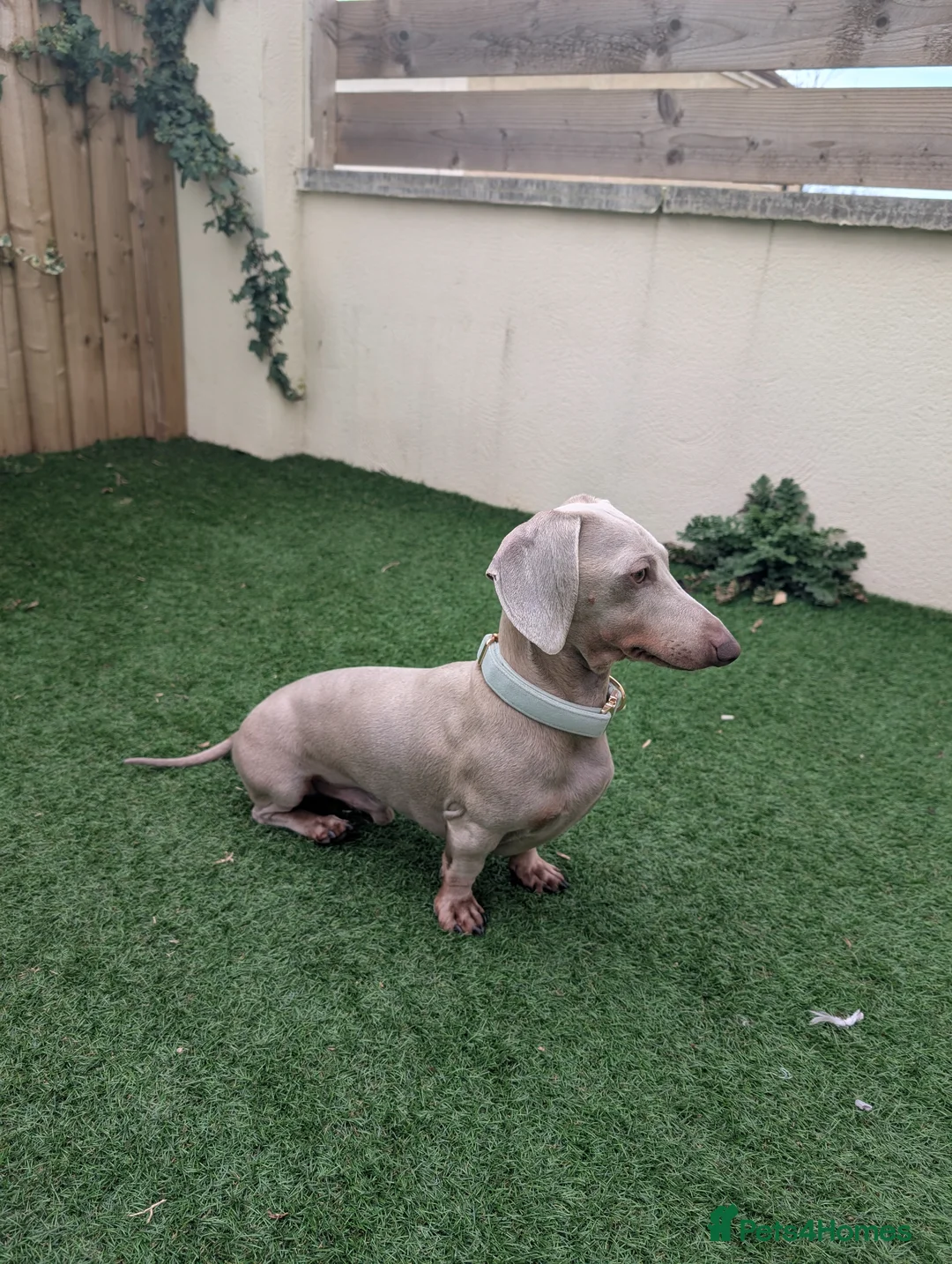 Dachshund dogs for stud: Isabella / Lilac & Tan 4.5kg Dachshund Stud  - Advert 2