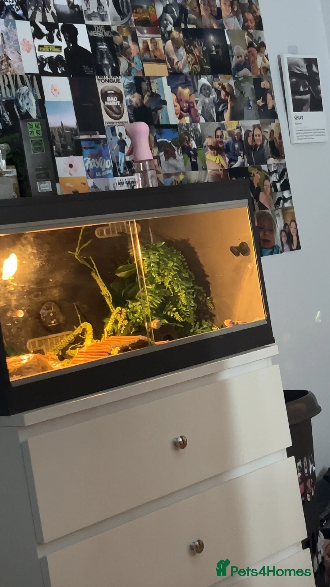 Leopard Gecko reptiles for sale: Male leopard gecko  - Advert 2