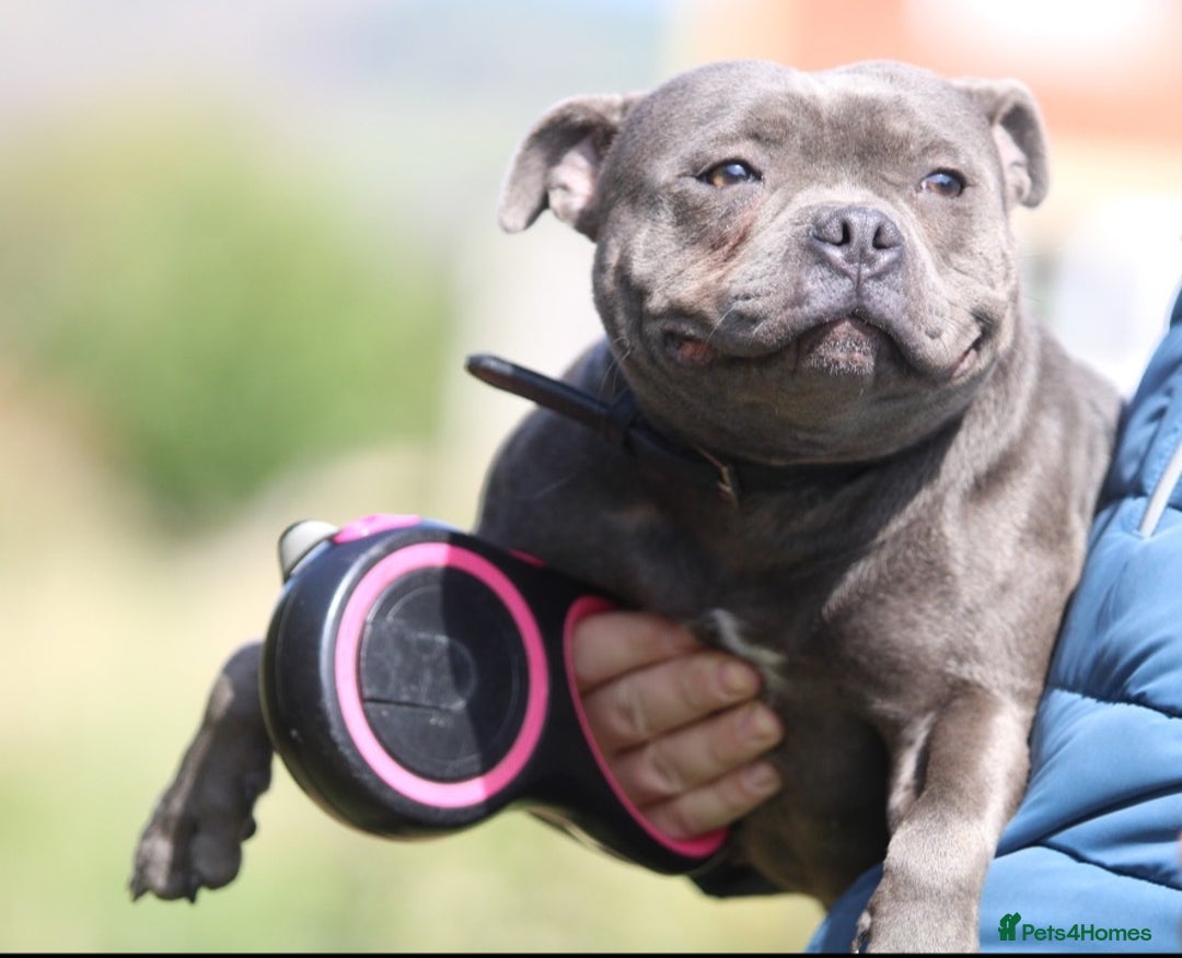 Staffordshire Bull Terrier dogs for sale: Adult Blue female - Advert 4
