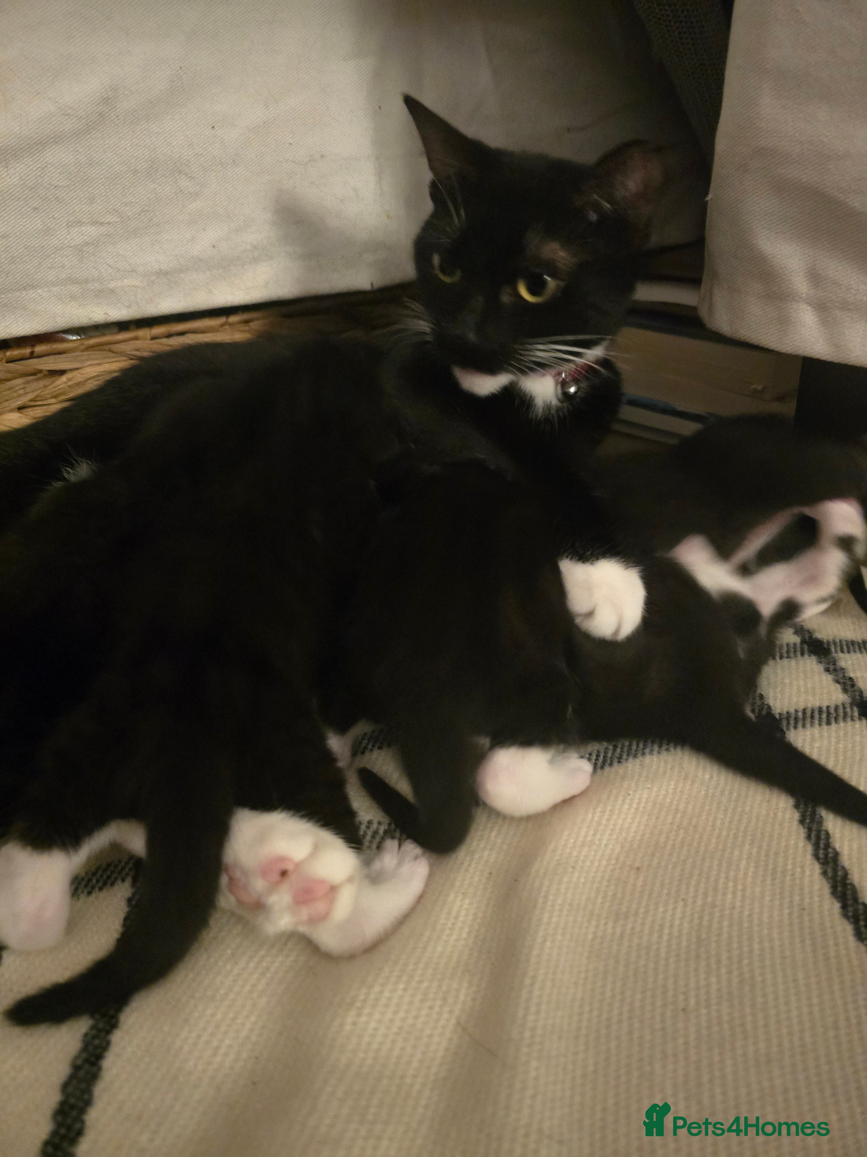 Mixed Breed cats Kittens looking for loving homes  - Advert 4