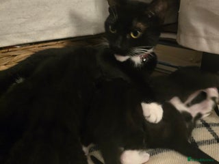 Mixed Breed cats Kittens looking for loving homes - Advert 1