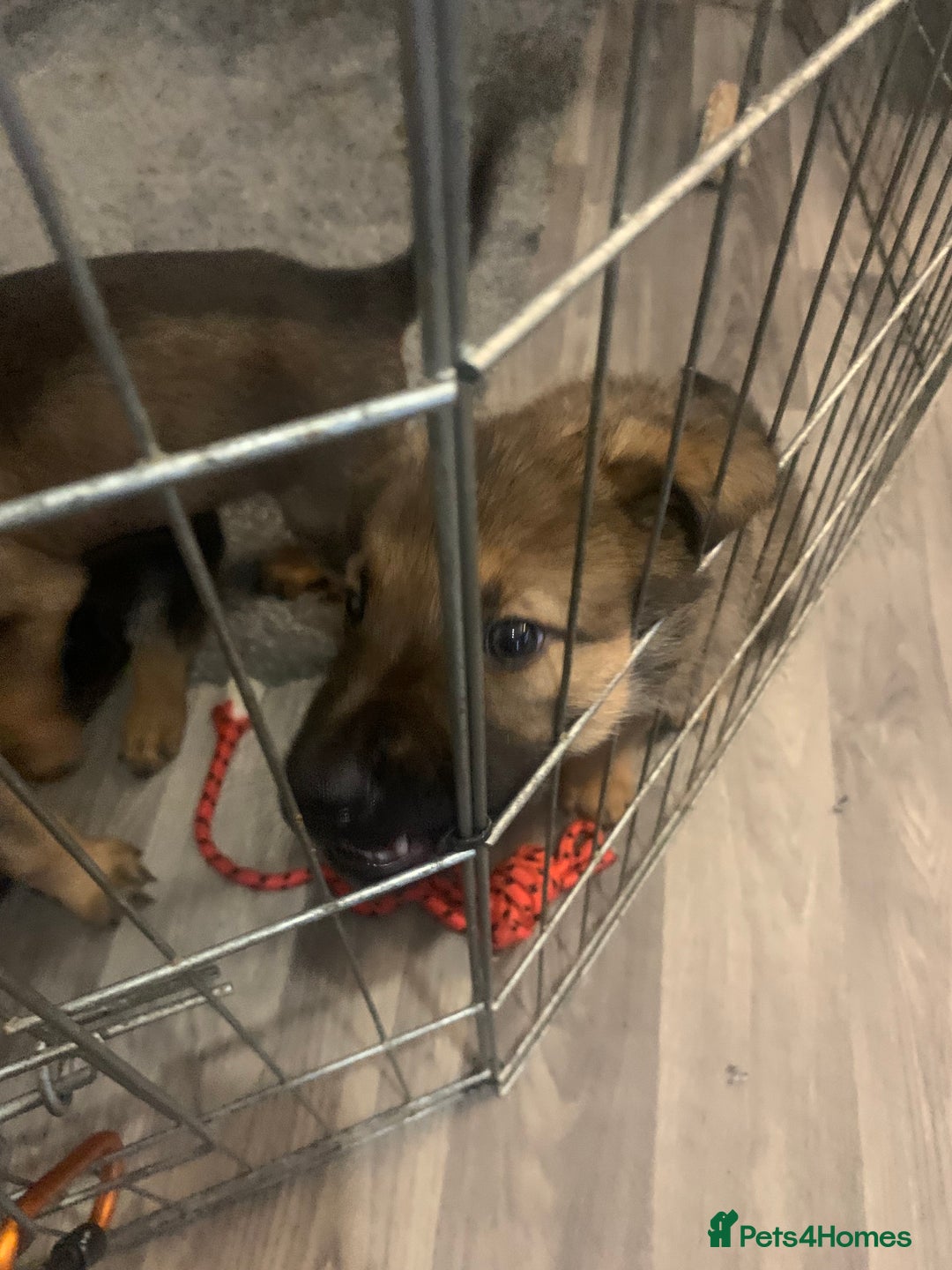 Mixed Breed dogs for sale: Mixed big family dogs  - Image 7