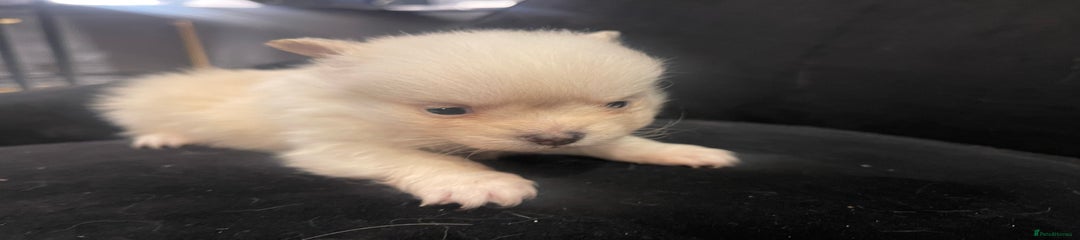 Pomchi Puppy 1