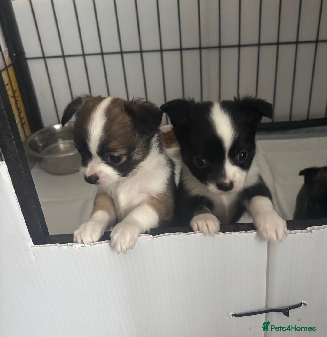 Chihuahua dogs for sale: Lovely long haired Chihuahua  - Advert 1