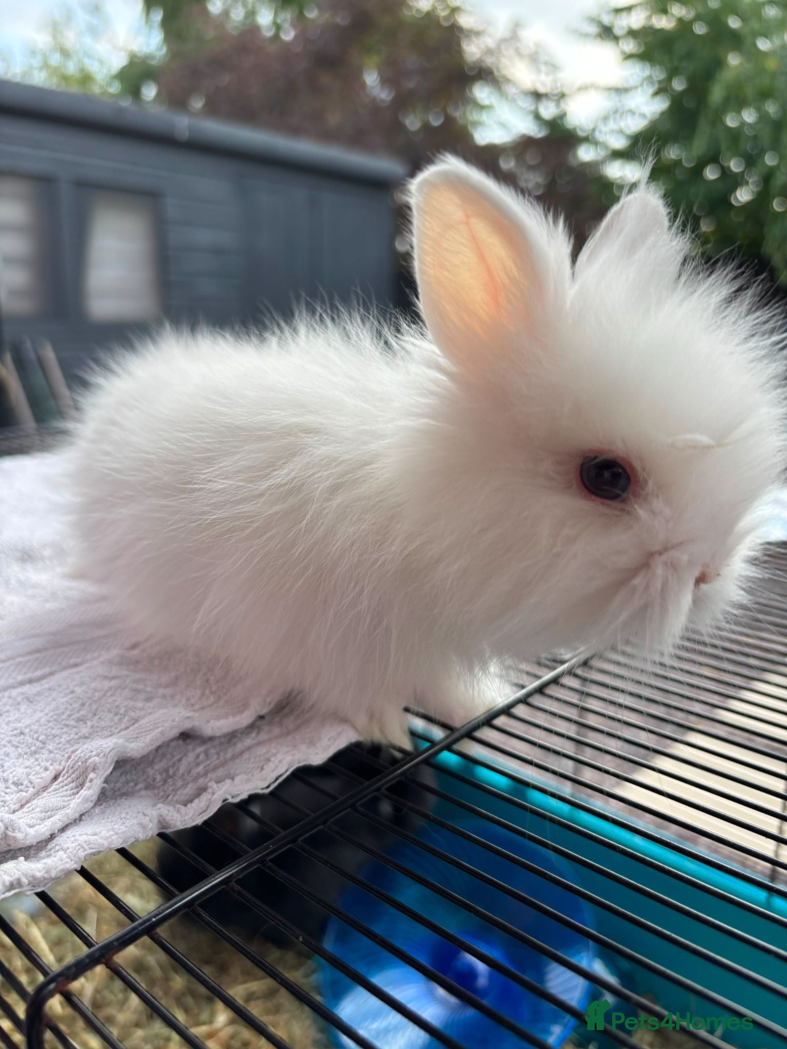 Netherland Dwarf rabbits Baby rabbits bunnies  - Advert 1