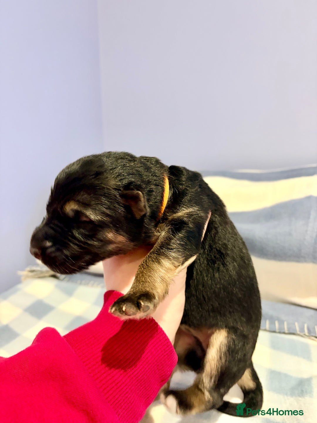 German Shepherd dogs for sale: 🐶 Beautiful KC Registered Puppies Available 🐶 - Advert 9