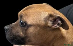 Staffordshire Bull Terrier dogs for sale: Red Staffordshire Bull Terrier girl  - Image 1
