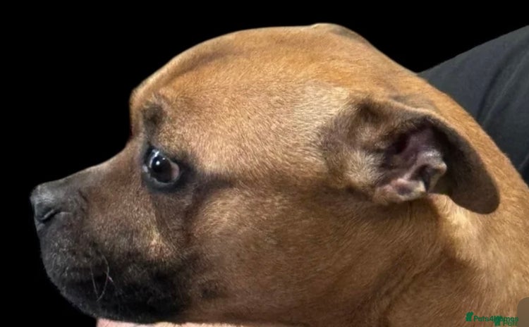 Staffordshire Bull Terrier dogs - Advert 1