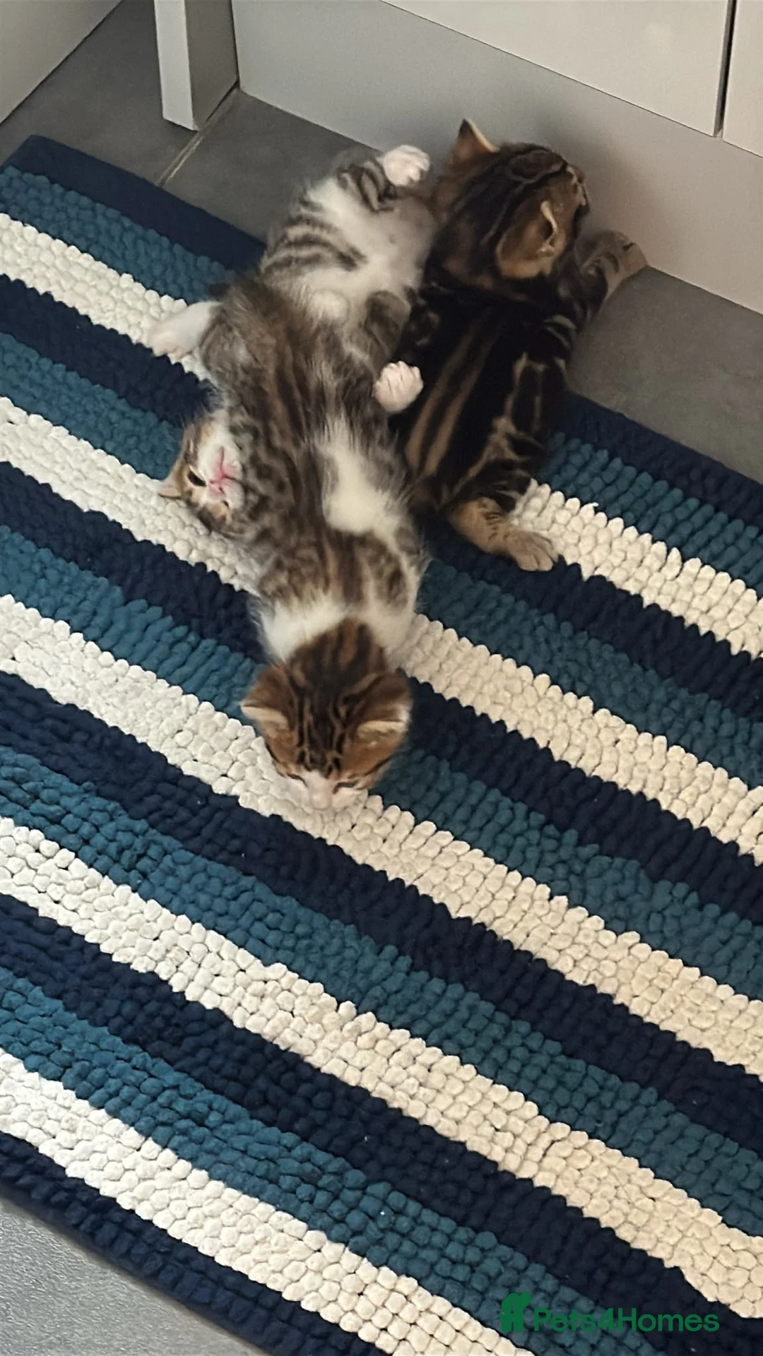 Mixed Breed cats for sale: 🐾 3 Beautiful Bengal Mix Kittens - Advert 2