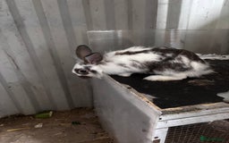 Lionhead rabbits for sale: Lionhead rabbits  - Image 4