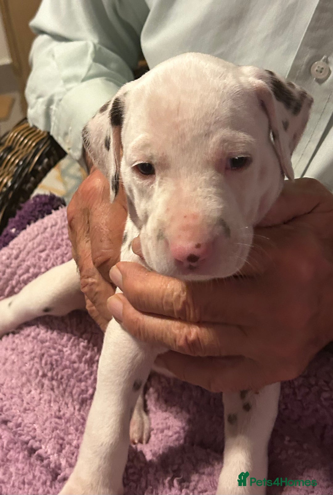 Dalmatian dogs for sale: Dalmatian Puppies - Advert 14