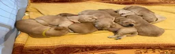 Golden Retriever dogs for sale: Golden Retriever Pups  in Doncaster - Advert 3