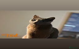 Russian Blue cats for sale: 2 x Pedigree Russian Blue GCCF - Advert 9