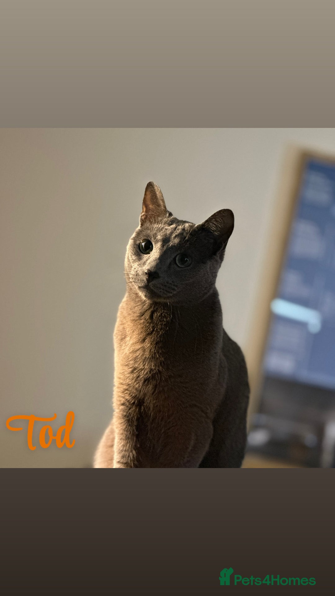 Russian Blue cats for sale: 2 x Pedigree Russian Blue GCCF - Advert 9