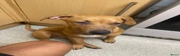 Mixed Breed dogs for sale: Puppy for sale  - Advert 1