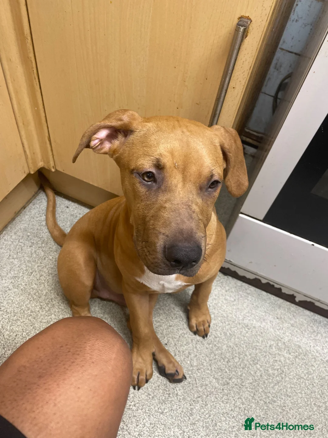 Mixed Breed dogs for sale: Puppy for sale  - Advert 1