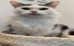 Turkish Van cats for sale: 🐱Beautiful LongHaired Cat Needs a New Loving Home - Image 4