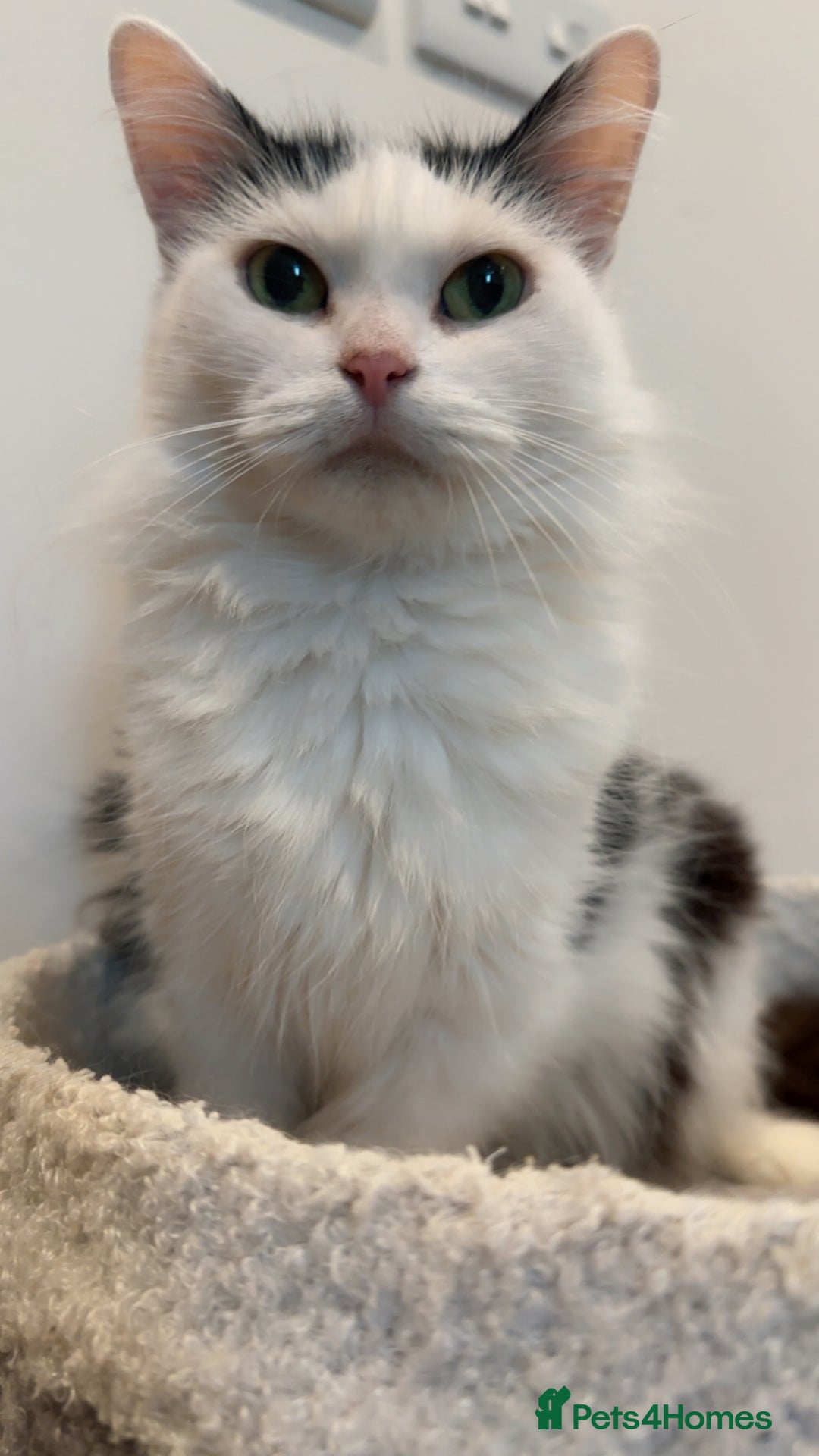 Turkish Van cats for sale: 🐱Beautiful LongHaired Cat Needs a New Loving Home - Image 4