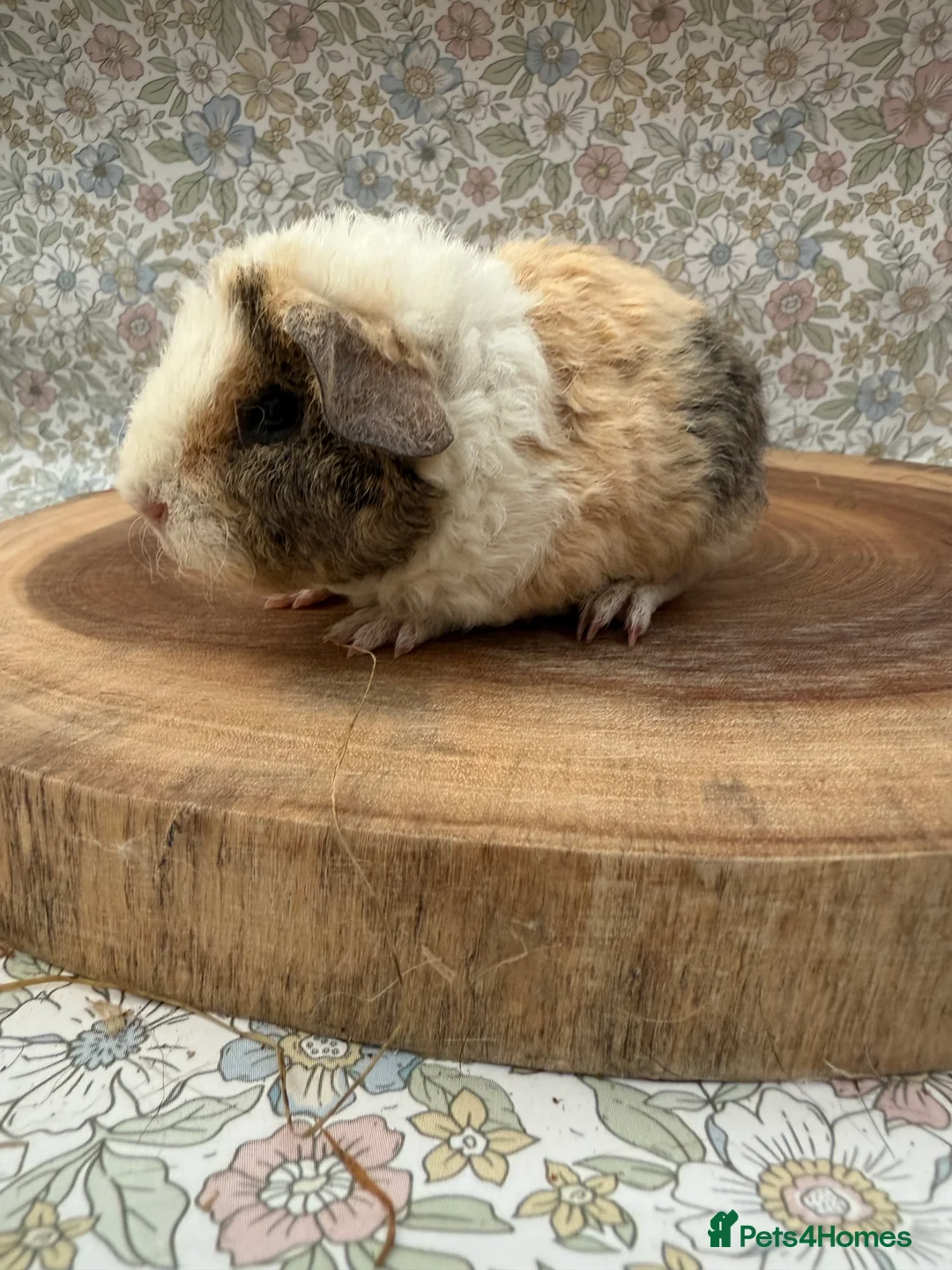 Guinea Pig rodents for sale: Teddy guinea pigs  - Advert 31