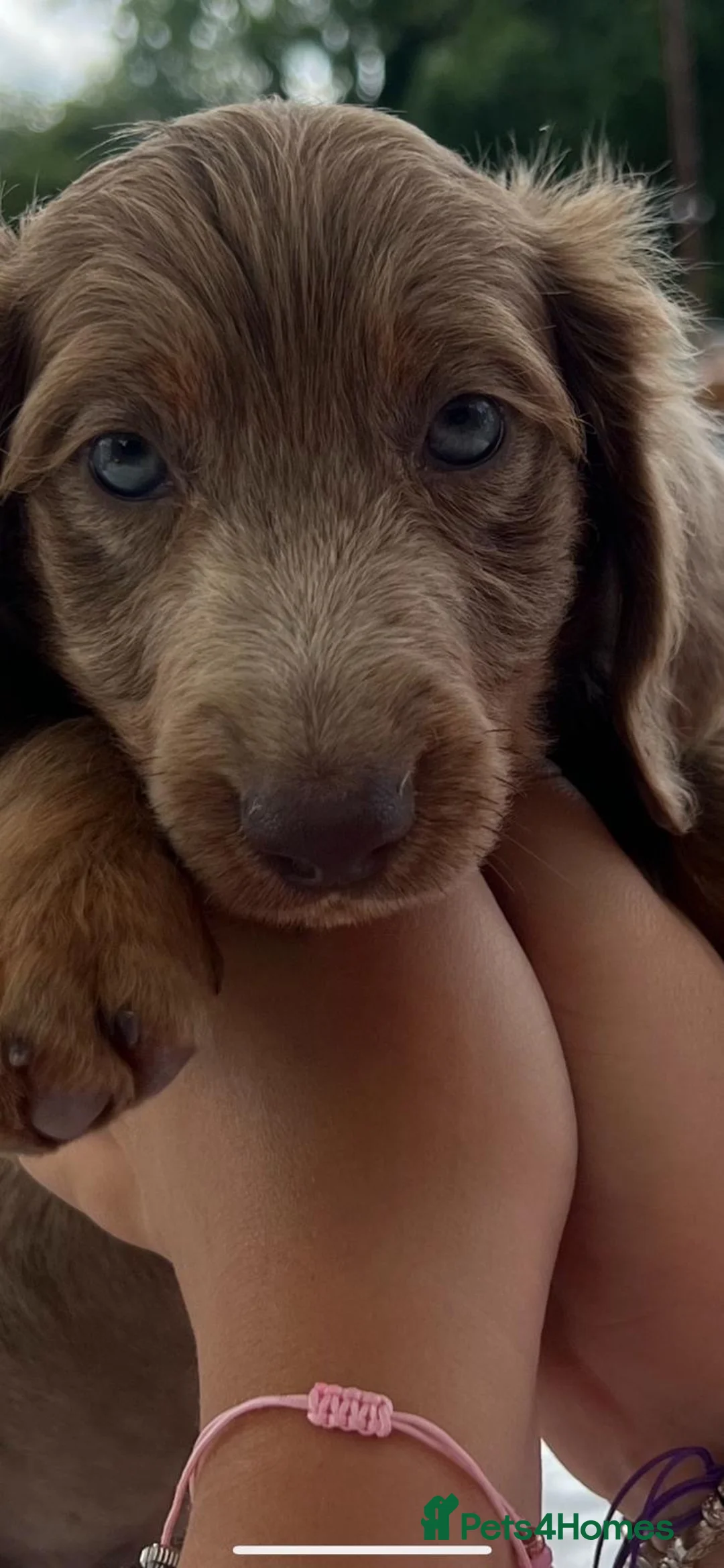Dachshund dogs for sale: Dachshund puppies  in Narberth - Advert 8