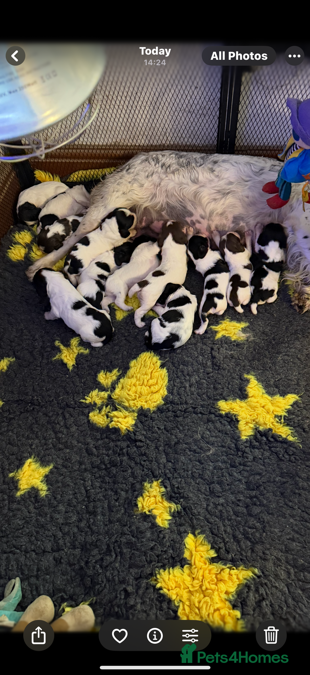 English Springer Spaniel dogs for sale: Kc reg health tested  - Image 10