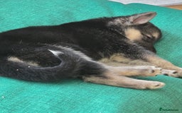 Mixed Breed dogs for sale: Female Shepkita Puppy - Image 3