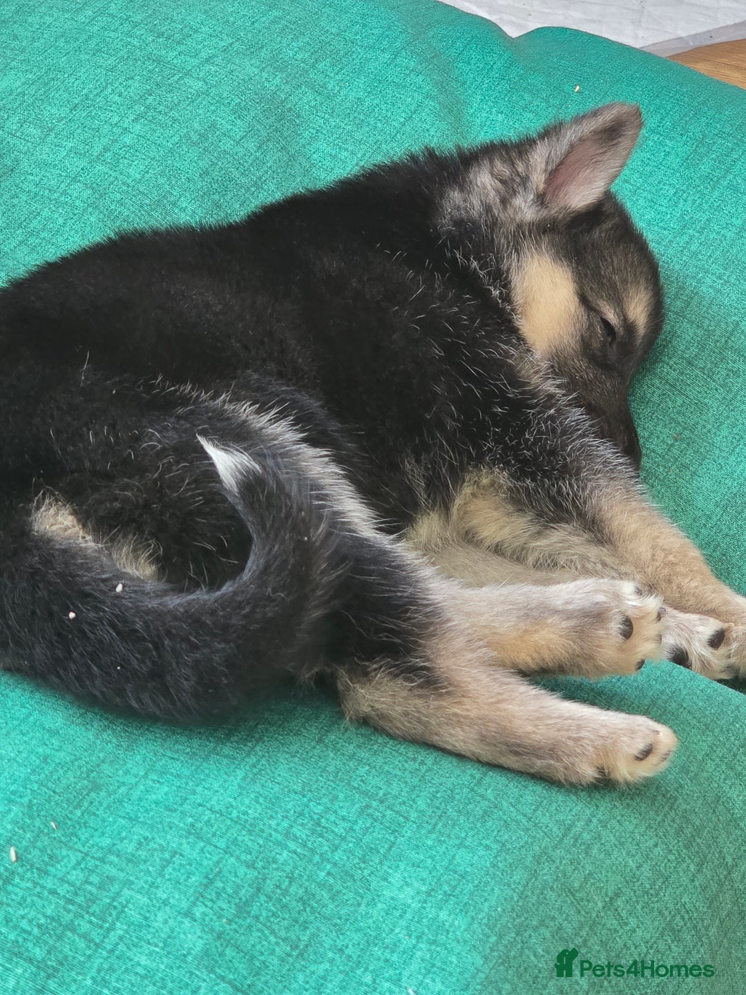 Mixed Breed dogs for sale: Female Shepkita Puppy - Image 3