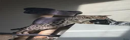Savannah cats for sale: Savannah cat  - Advert 3