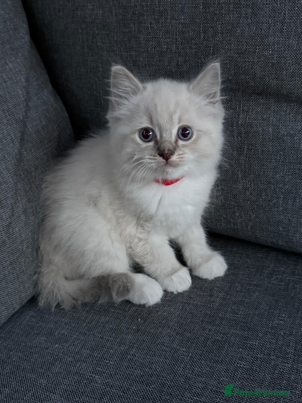 Ragdoll cats Beautiful pure breed ragdoll kittens  - Advert 2